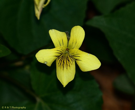 {Viola eriocarpa}